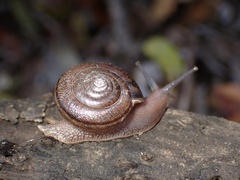 Helminthoglypta contracostae