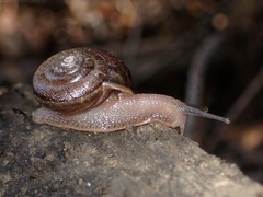 Helminthoglypta contracostae