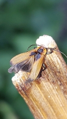 Elateroidea