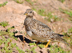 Thinocorus orbignyianus