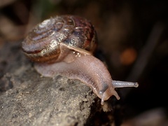 Helminthoglypta contracostae