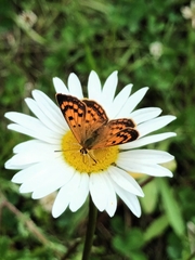 Lycaena 'canterbury common copper'
