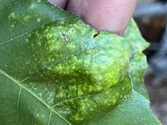 Taphrina caerulescens