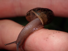 Helminthoglypta contracostae