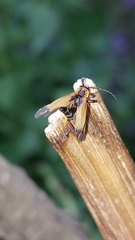 Elateroidea