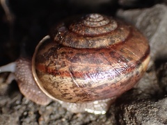 Helminthoglypta contracostae