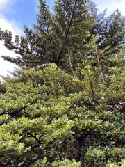 Escallonia myrtilloides