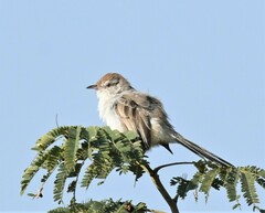 Prinia buchanani