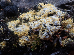 Gyalolechia bracteata