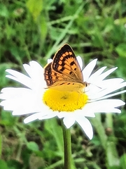 Lycaena 'canterbury common copper'