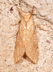 Lophocampa mixta