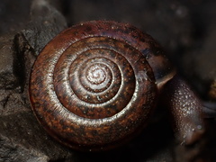 Helminthoglypta contracostae