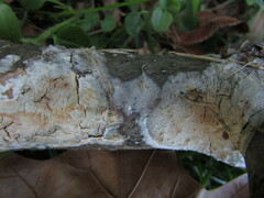 Peniophorella pubera