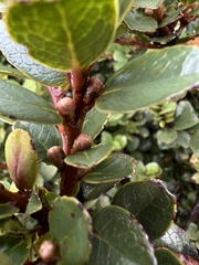 Symplocos theiformis