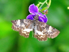 Chiomara georgina