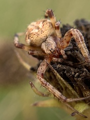 Neoscona arabesca