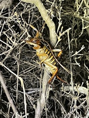 Hemideina crassidens