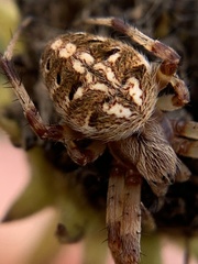 Neoscona arabesca