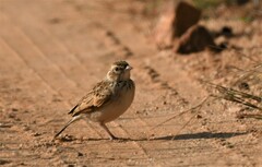 Mirafra erythroptera