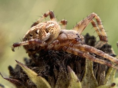 Neoscona arabesca