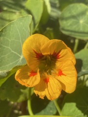 Tropaeolum