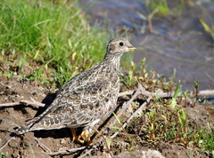 Thinocorus orbignyianus