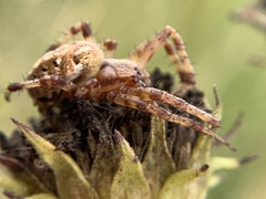 Neoscona arabesca