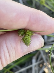 Carex inversa