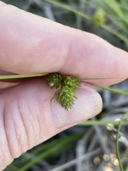 Carex inversa
