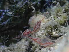 Manipontonia psamathe