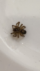 Steatoda nobilis