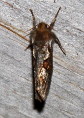 Korscheltellus gracilis