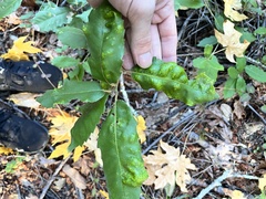 Taphrina caerulescens
