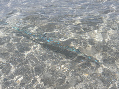 Fistularia tabacaria