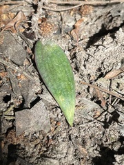 Eriochilus cucullatus