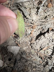 Eriochilus cucullatus