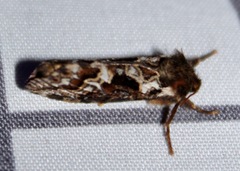 Korscheltellus gracilis