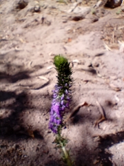 Lobelia fenestralis