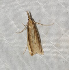 Donacaula nitidellus