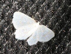 Hydrelia albifera
