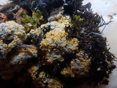 Gyalolechia bracteata