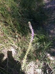 Lobelia fenestralis