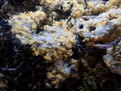 Gyalolechia bracteata