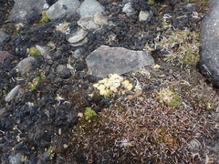 Gyalolechia bracteata