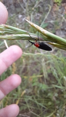 Dilophus pectoralis