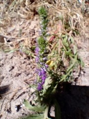Lobelia fenestralis