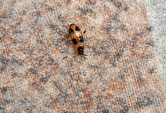 Cornulactica jacobyi