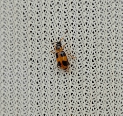 Cornulactica jacobyi