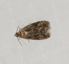 Olethreutes permundana