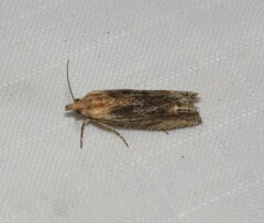 Eucosma
